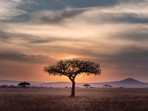 Lire la suite à propos de l’article À la découverte de la Tanzanie